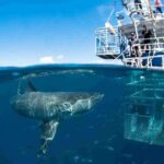 Shark Cage Diving with transport from Cape Town - What Sets This Tour Apart: Pros & Cons