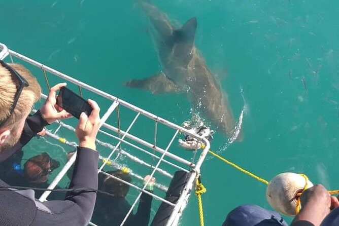 Shark Cage Diving - Who is This Tour Best For?