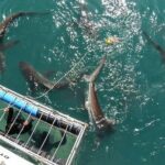 Shark Explorers - Who Is This Tour Best For?