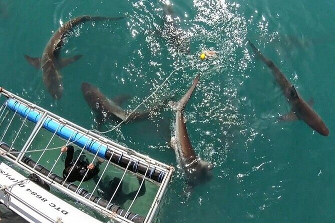 Shark Explorers - Who Is This Tour Best For?