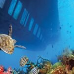 Sharm El-Sheikh: Royal Seascope Submarine cruise in with pickup - Who Should Consider This Tour?