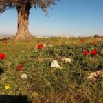 shiloh & shomron privat tour - Transportation, Duration, and Value