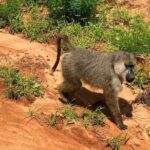 Shimba Hills Excursion - Who Should Consider This Tour?
