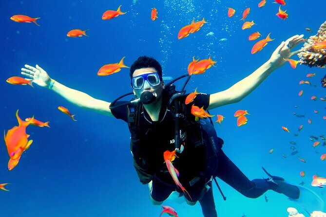 Shore Dives in Sharm El Sheikh Red Sea - The Semi-Submarine Adventure