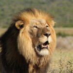 Shore Excursion Cruise Ships Port Elizabeth, Addo Elephant Park - Who Should Book This Tour?