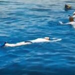Shore Snorkeling - Two hours - What to Expect from the Aqaba Shore Snorkeling Tour