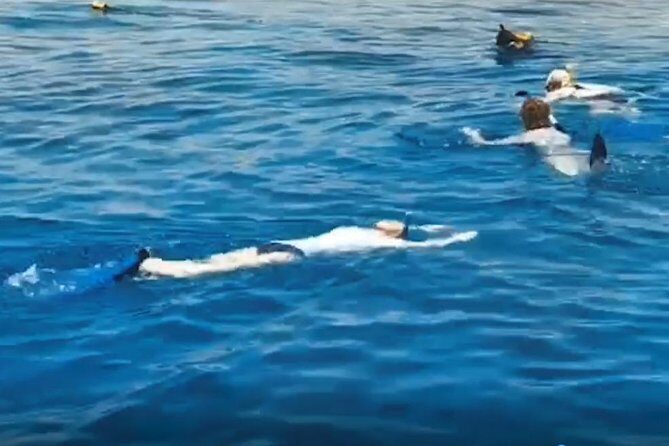 Shore Snorkeling - Two hours - What to Expect from the Aqaba Shore Snorkeling Tour