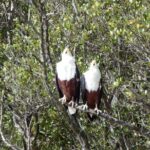 Shoreline Hippo and Crocodile Boat Cruises, iSimangaliso Wetland Park - Who Will Love This Tour?