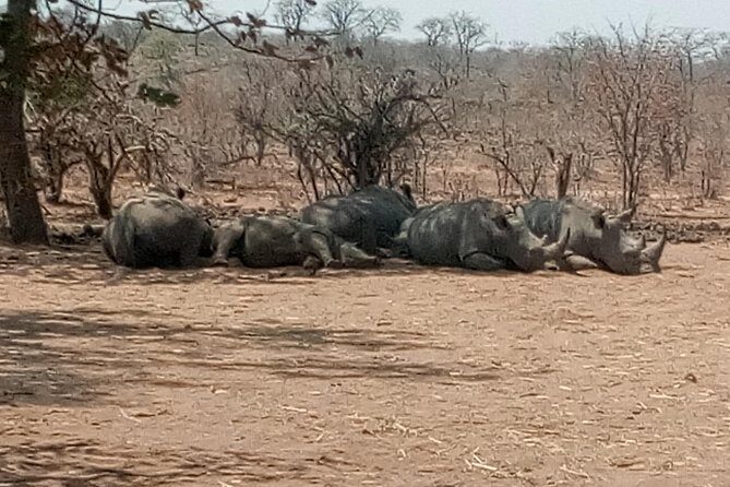 Short Rhino safari walk. - Authentic Experiences from Past Participants