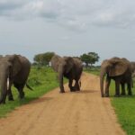 Short Safari from Dar es Salaam to Mikumi National Park - 2 Days - What Makes This Safari Stand Out?