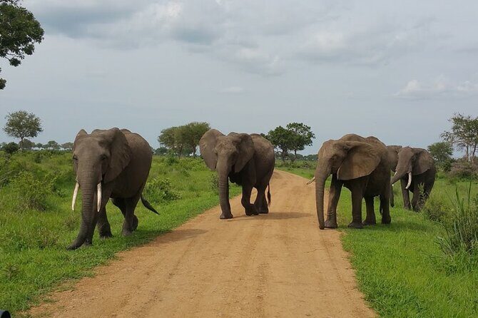 Short Safari from Dar es Salaam to Mikumi National Park - 2 Days - What Makes This Safari Stand Out?