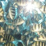 simi submarine in Hurghada - Final Thoughts on Value and Suitability