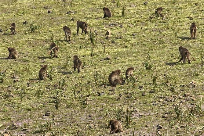 Simien Mountains  4 Days - Authentic Experiences and Highlights