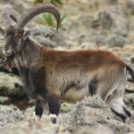 Simien Mountains National Park  7 Day Trek - Authentic Experiences and Highlights