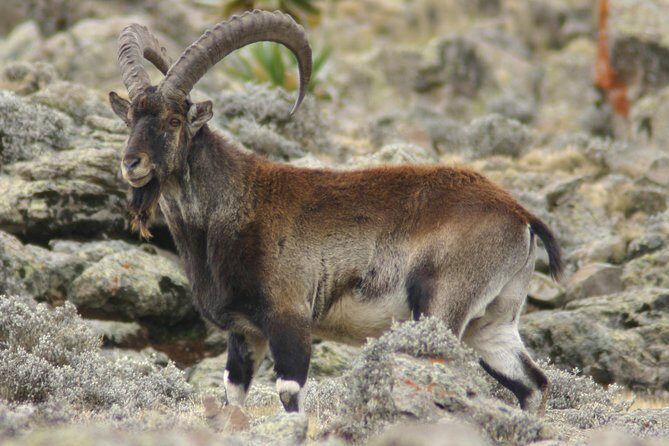 Simien Mountains National Park  7 Day Trek - Authentic Experiences and Highlights