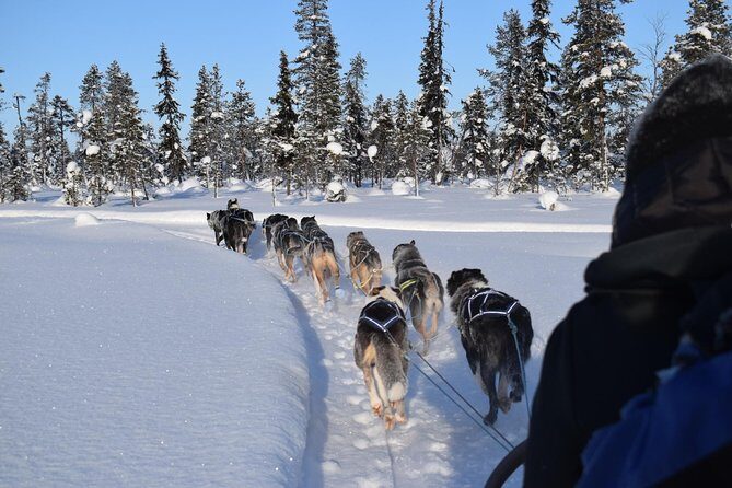 Sit Back and Relax Morning Husky Tour - Is the Price Fair for the Experience?