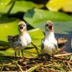 Skadar Lake: Historic & Nature sightseeing with small group - Whats Included & What to Keep in Mind