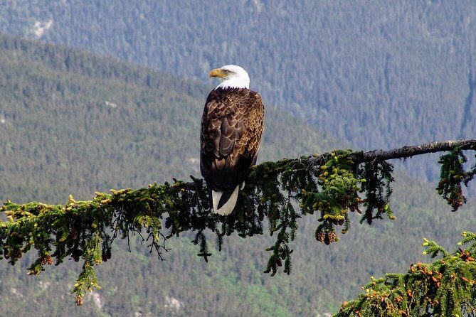 Skagway Shore Excursion: Scenic River Float Tour - The Sum Up