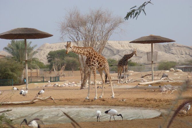 Skip the Line: Al Ain Zoo & Entry Ticket to Al Ain Wildlife Park & Resort - Exploring the Al Ain Zoo & Wildlife Park