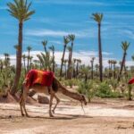 Skip the line at : Majorelle Garden and Palm Garden. - Who Should Book This Tour?