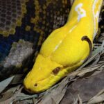 Skip the Line Ticket to Crocoparc with Optional Transfert - Authentic Experiences and Tips from Visitors