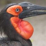 Skip the Line: World of Birds Admission Ticket - Practical Considerations and Tips