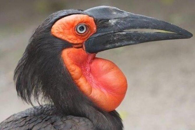 Skip the Line: World of Birds Admission Ticket - Practical Considerations and Tips