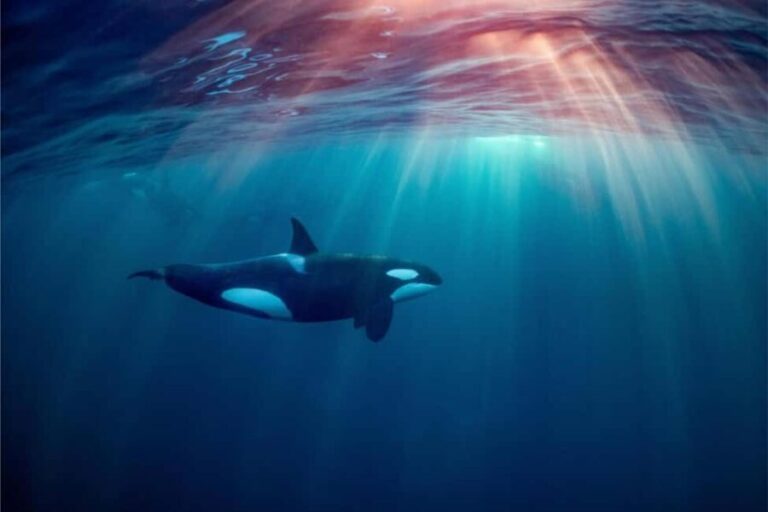 Skjervøy: Whale-Watching RIB Tour (No transfer from Tromso) - The Practical Side: What You Need to Know