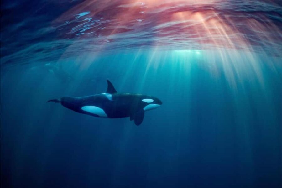 Skjervøy: Whale-Watching RIB Tour (No transfer from Tromso) - The Practical Side: What You Need to Know