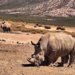 Small Group Cape Town Big 5 Safaris to Aquila Game Reserve - What to Expect on the Day
