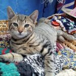 Small Group Day Trip Fez to Chefchaouen - Why This Tour Offers Good Value