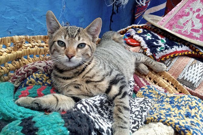 Small Group Day Trip Fez to Chefchaouen - Why This Tour Offers Good Value
