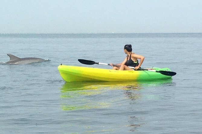 Small Group Dolphin Kayak Eco-Tour - The Itinerary in Detail