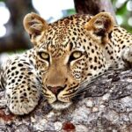 Small-Group Full-Day Safari Tour in Kruger National Park - Authentic Insights From Reviewers