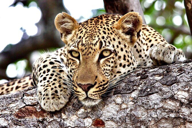 Small-Group Full-Day Safari Tour in Kruger National Park - Authentic Insights From Reviewers
