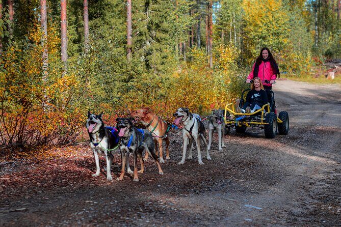 Small-Group Husky Sledding on Wheels in Rovaniemi in the fall - Key Points