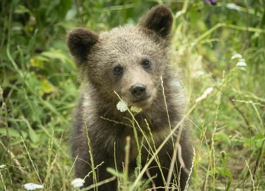 Small group max 7 - Bears Safari on Top Gear -Transfgran - Vidraru Dam and Lake: Engineering Meets Nature