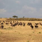 Small Group Serengeti and Ngorongoro Crater Adventure Safari - Real Traveler Insights and Tips