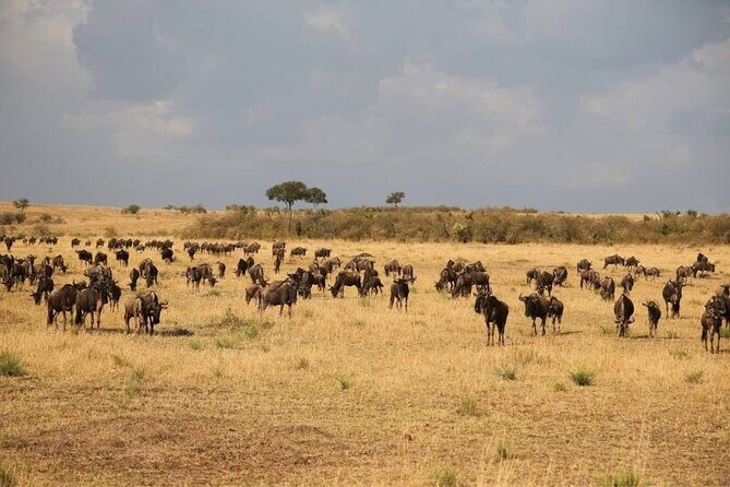 Small Group Serengeti and Ngorongoro Crater Adventure Safari - Real Traveler Insights and Tips
