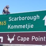 Small Group Table Mountain Penguin Colony and Cape Point Tour - A Deep Dive into the Experience