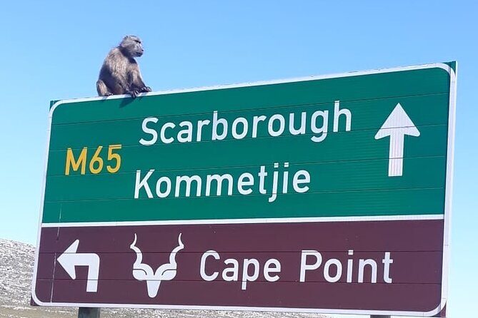 Small Group Table Mountain Penguin Colony and Cape Point Tour - A Deep Dive into the Experience