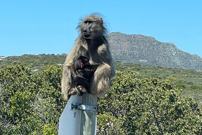 Small Group Tour: Penguins, Cape Point and Cape of Good Hope - Practical Details & What to Expect