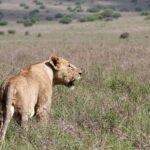 Small group tour to Nairobi park baby and optional Baby Elephants - What Travelers Can Expect in Terms of Service and Value