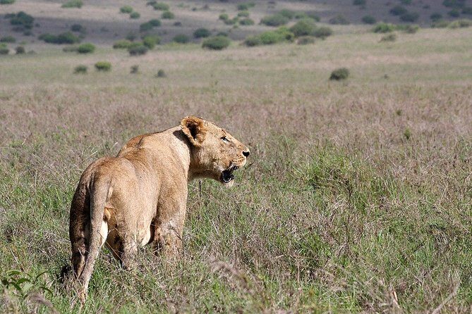 Small group tour to Nairobi park baby and optional Baby Elephants - What Travelers Can Expect in Terms of Service and Value