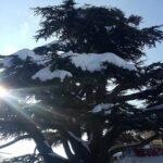 Small Group Tours from to Baalbek, Cedars and Qozhaya with lunch and all fees - Practical Details and Why They Matter