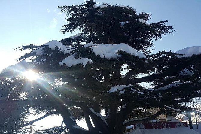 Small Group Tours from to Baalbek, Cedars and Qozhaya with lunch and all fees - Practical Details and Why They Matter