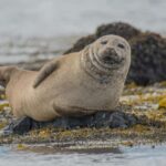 Snæfellsnes peninsula: Small Group tour by van - The Itinerary Breakdown