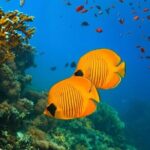 Snorkeling at Blue Lagoon; Starfish; The Rock Restaurant & Paje Beach - Practical Details and What It Means for You