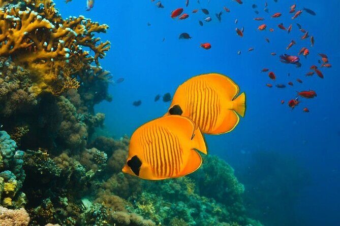 Snorkeling at Blue Lagoon; Starfish; The Rock Restaurant & Paje Beach - Practical Details and What It Means for You
