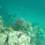 Snorkeling At Misali Island - Authentic Insights from Past Travelers